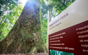 Jequitibá-rosa impulsiona visitação em parque estadual por conta da novela 'Renascer'