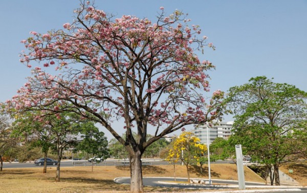 Macaque in the trees