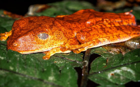 Parque Três Picos registra curiosas espécies de anfíbios 