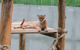 Tribunal de Contas do DF constata falhas no Zoológico de Brasília