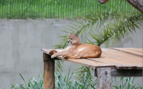 Polícia Civil doa cetamina apreendida ao Zoo Brasília